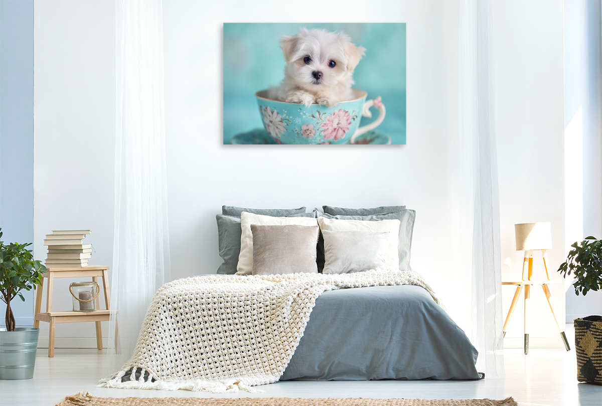 Teacup Maltese, der kleine mit großer Wirkung
