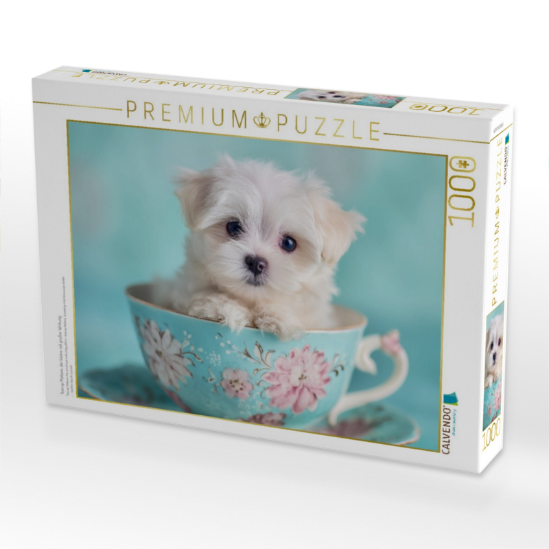 Teacup Maltese, der kleine mit großer Wirkung