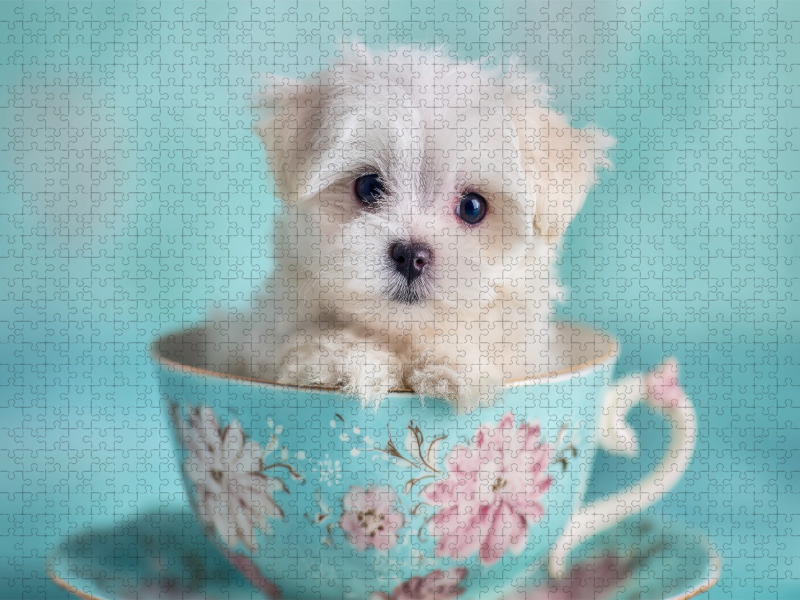 Teacup Maltese, der kleine mit großer Wirkung