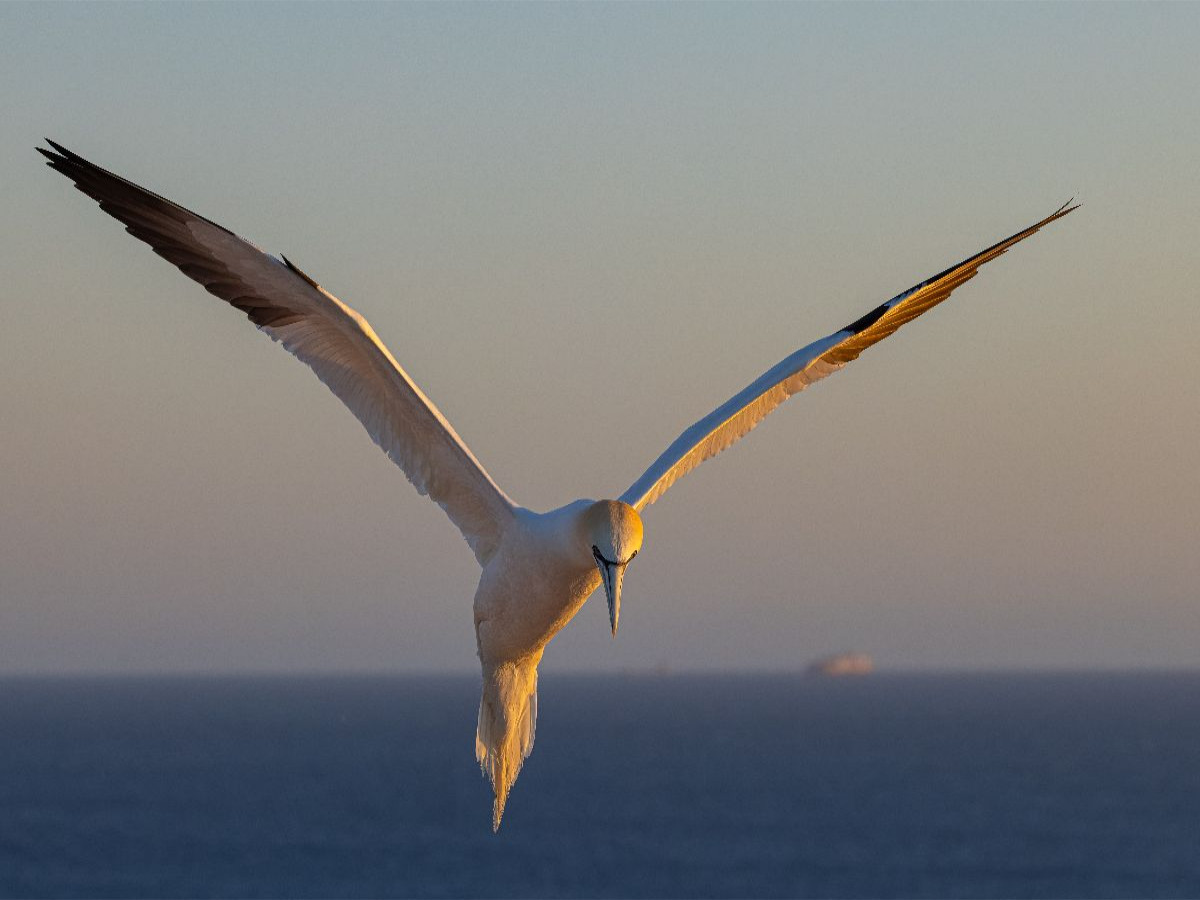Basstölpel im Flug