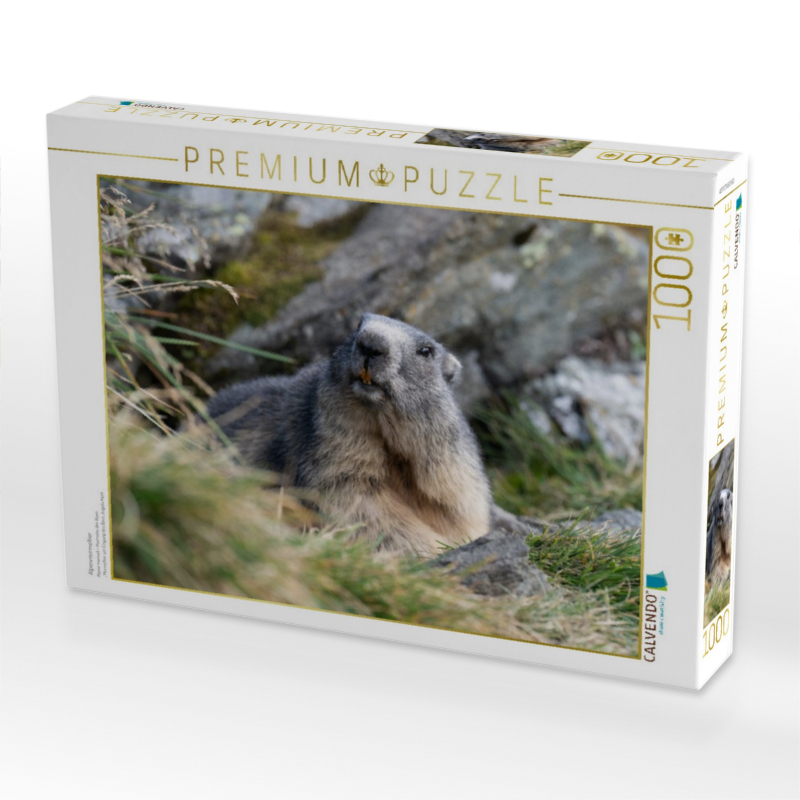 Alpenmurmeltier