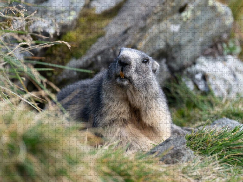 Alpenmurmeltier