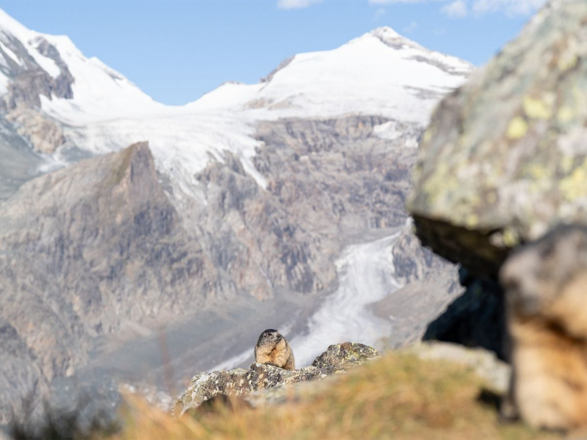 Alpenmurmeltier