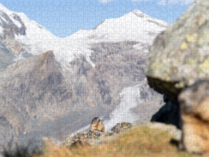 Alpenmurmeltier