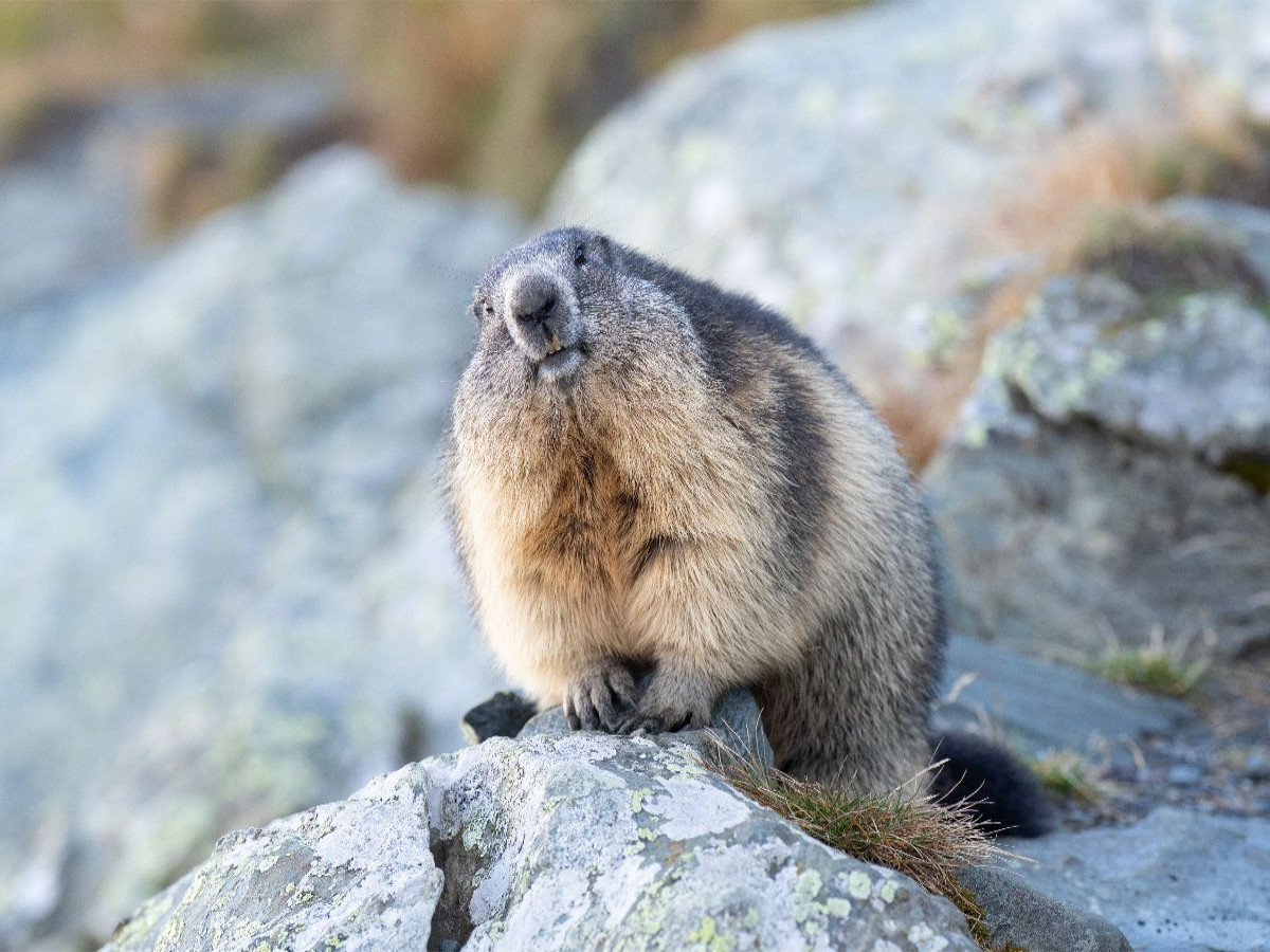 Alpenmurmeltier