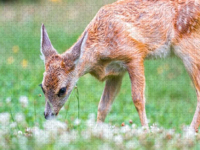 Am Waldboden