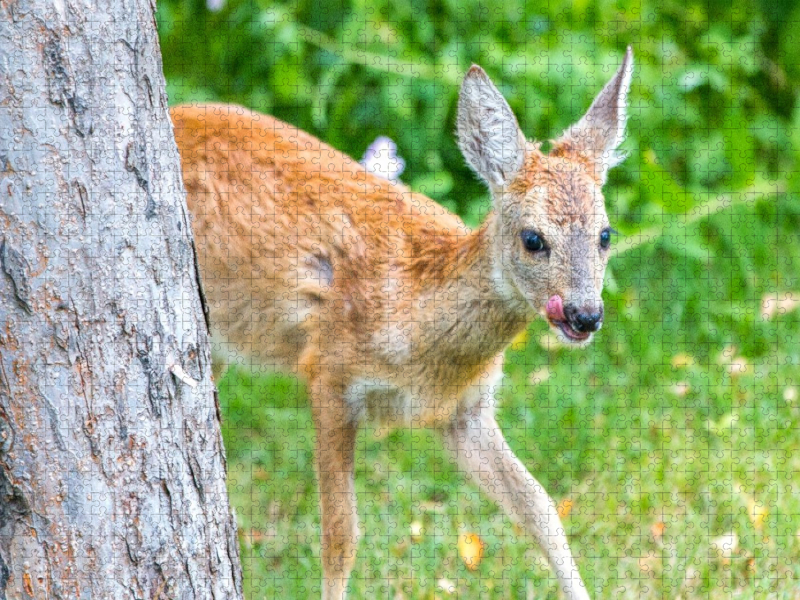Ein Motiv aus dem Kalender Rehe - Sanfte Waldbewohner