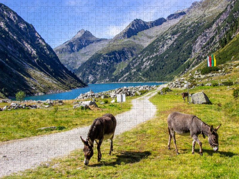 Eseln auf der Hohenaualm im Klein Tibet im Zillergrund