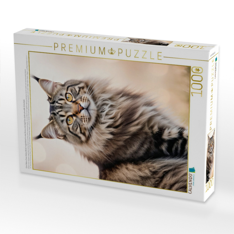 Eine Maine Coon Katze blickt majestätisch in die Ferne und zeigt ihre eindrucksvolle Schönheit.