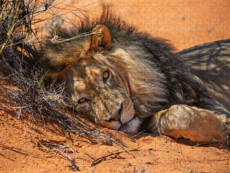 Mächtiger Löwenmann ruht im roten Sand der Kalahari