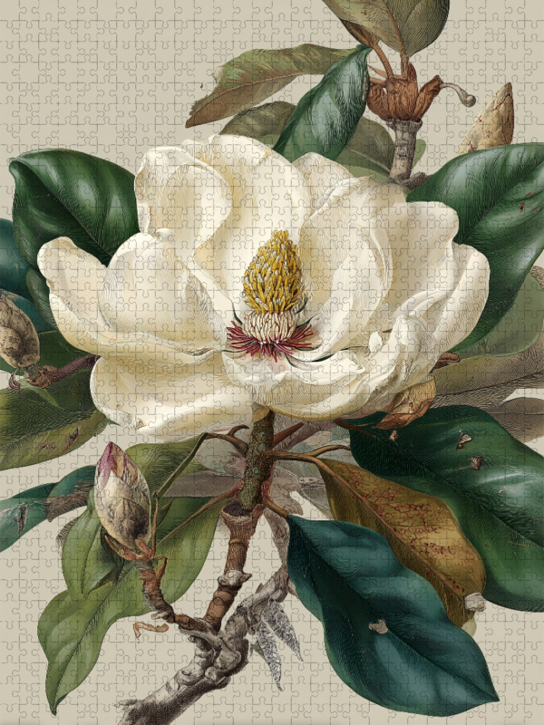 Magnolienblüten, Symbol für Reinheit und Erneuerung