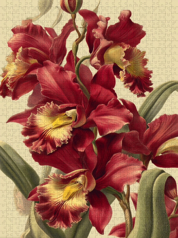 Exotische Orchideen sind edel, selten und faszinierend