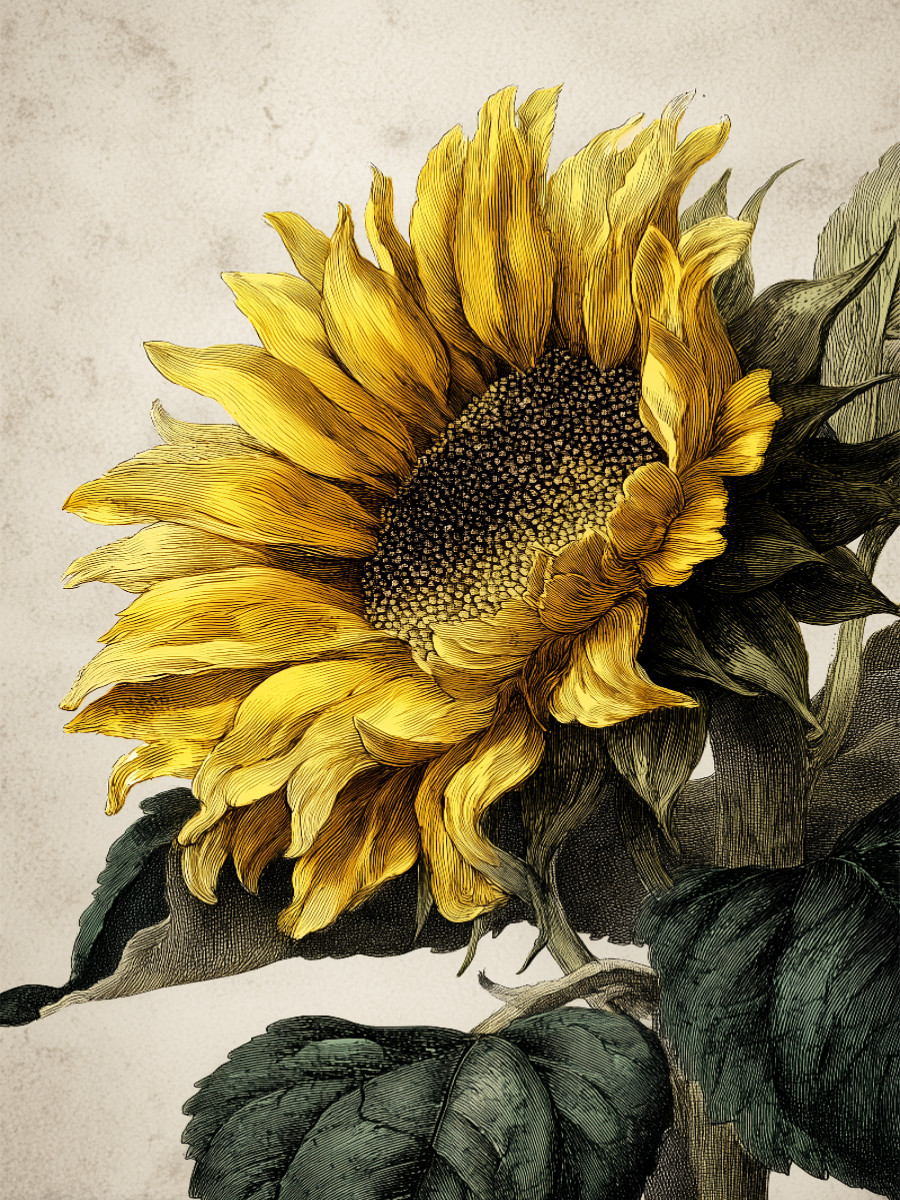 Strahlende Sonnenblumen, goldene Boten des Sommers
