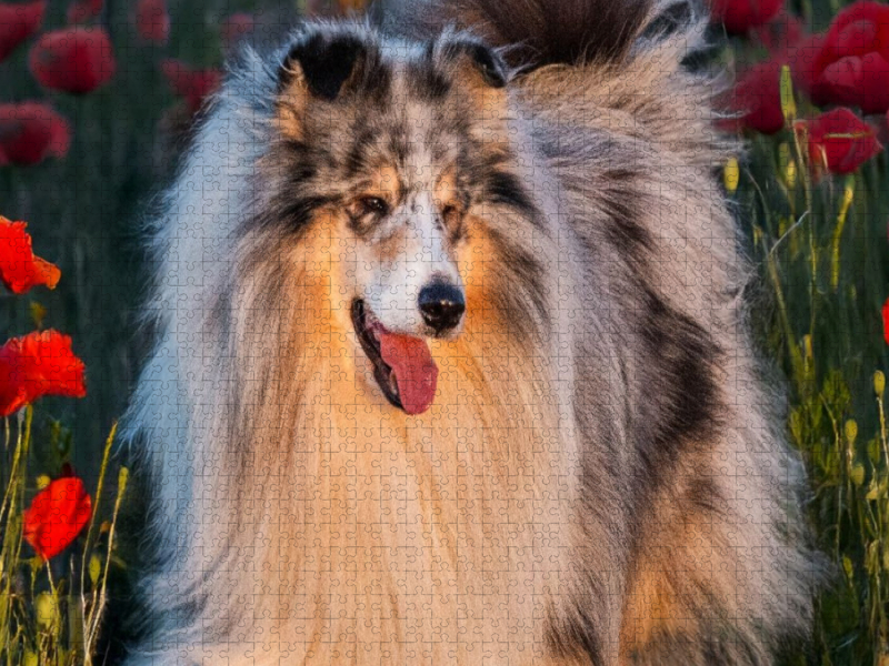 Collie - Mein bester Freund