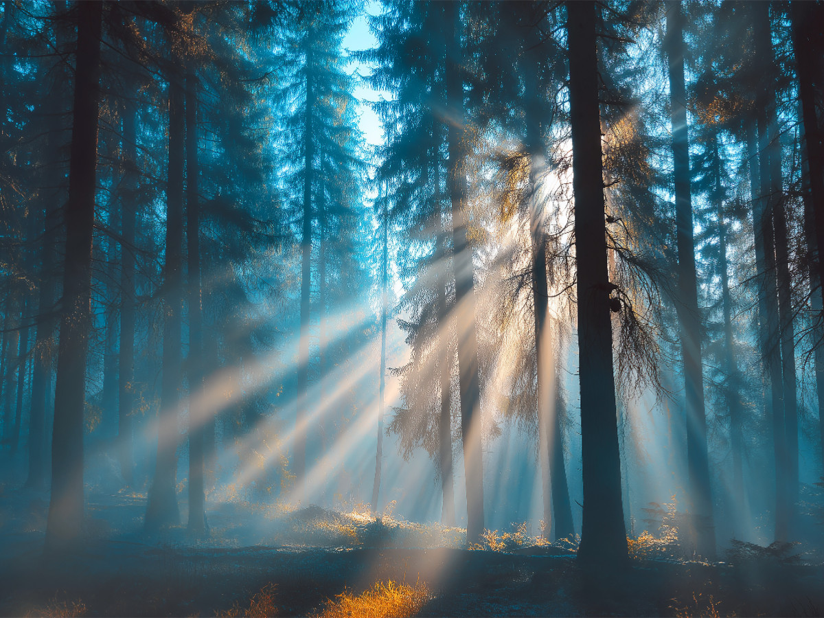 Zwischen Licht und Traum die Welt erwacht