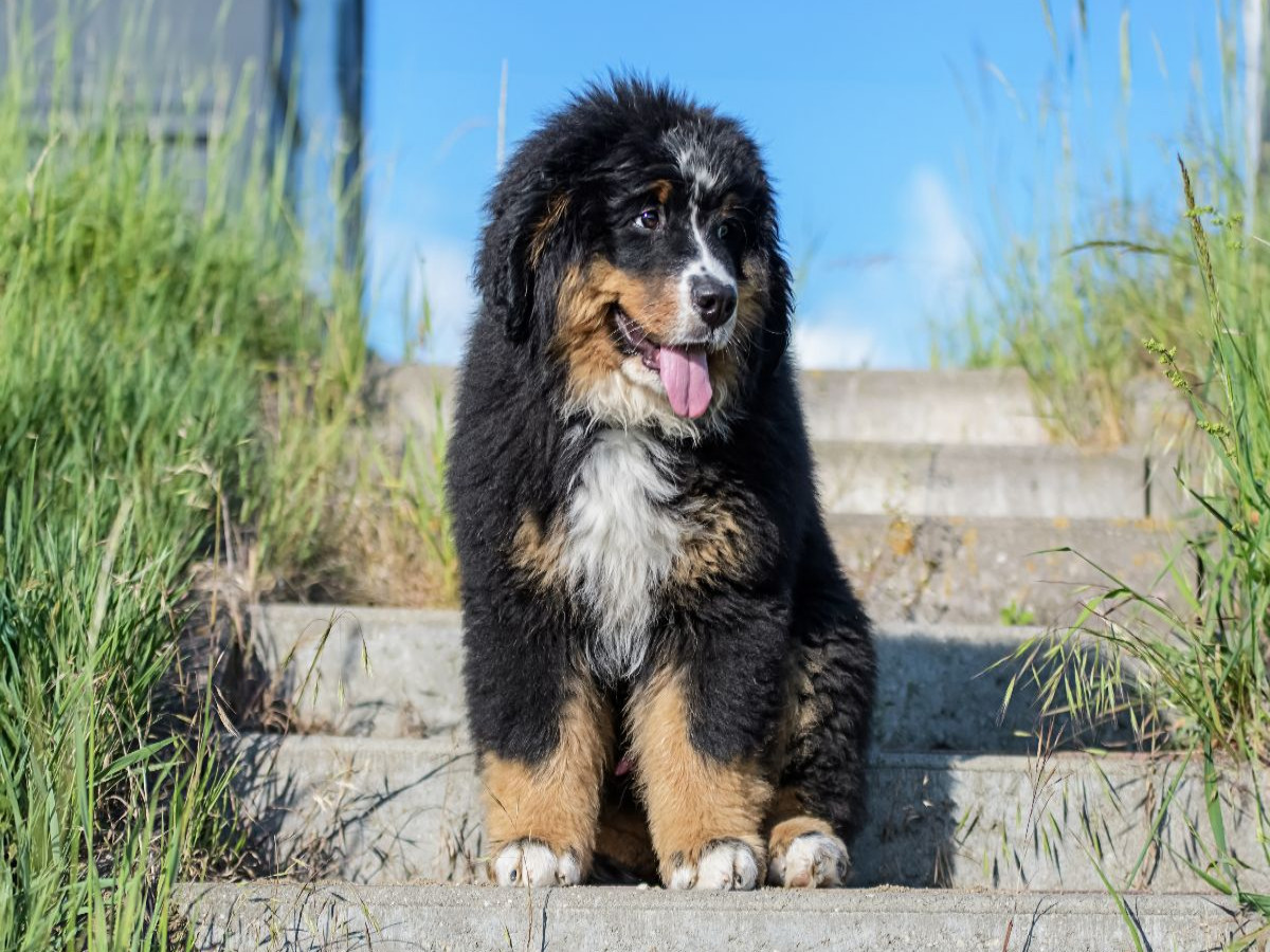 Berner Sennenhund Welpe