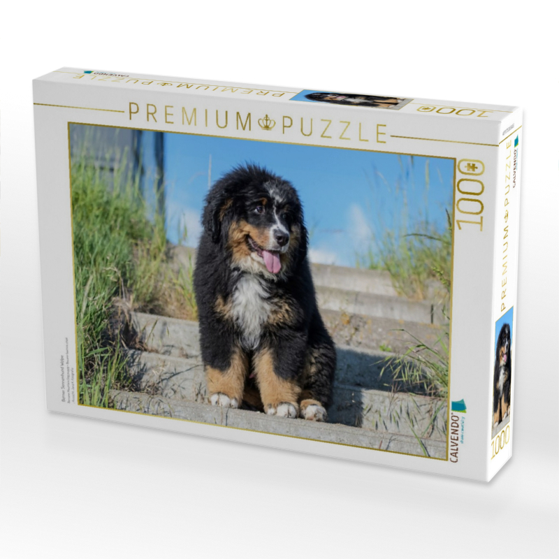 Berner Sennenhund Welpe
