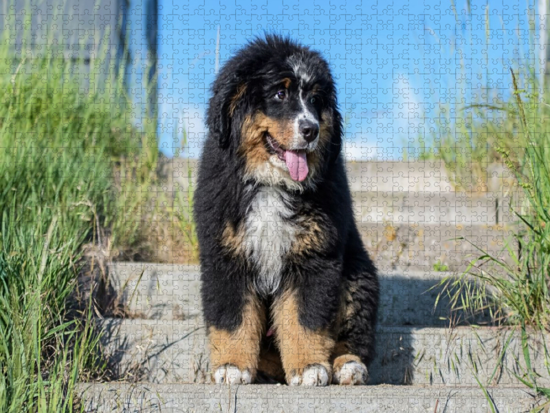 Berner Sennenhund Welpe