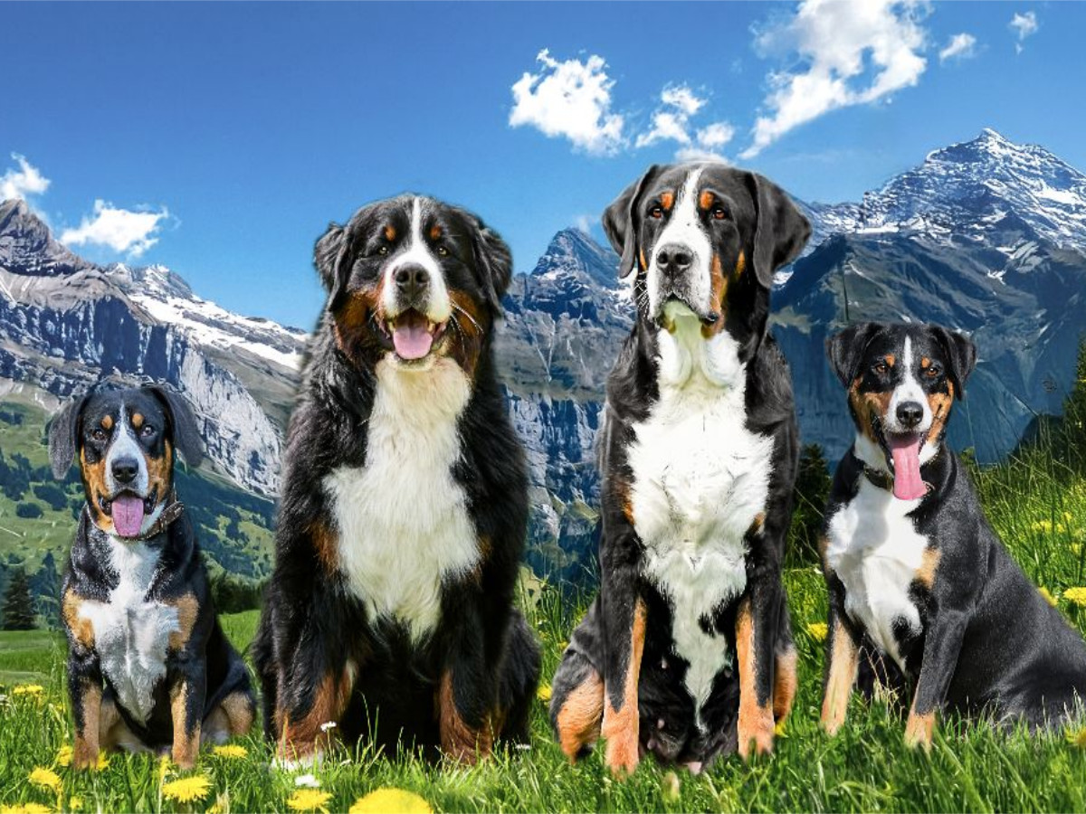 Schweizer Sennenhund
