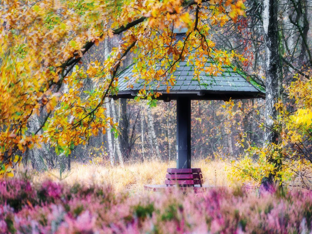 Heide im Stadtpark