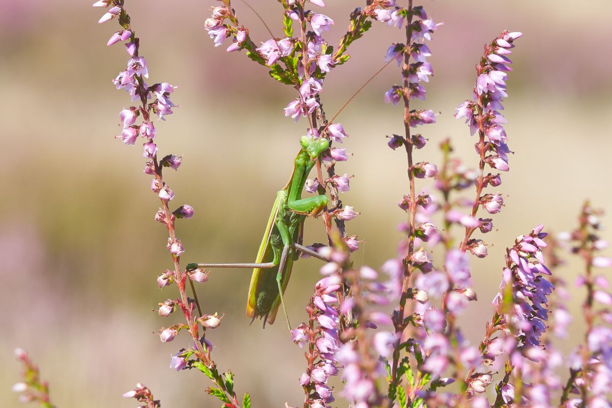 Ein Motiv aus dem Kalender Naturpark Niederlausitzer Heidelandschaft - Heideblüte