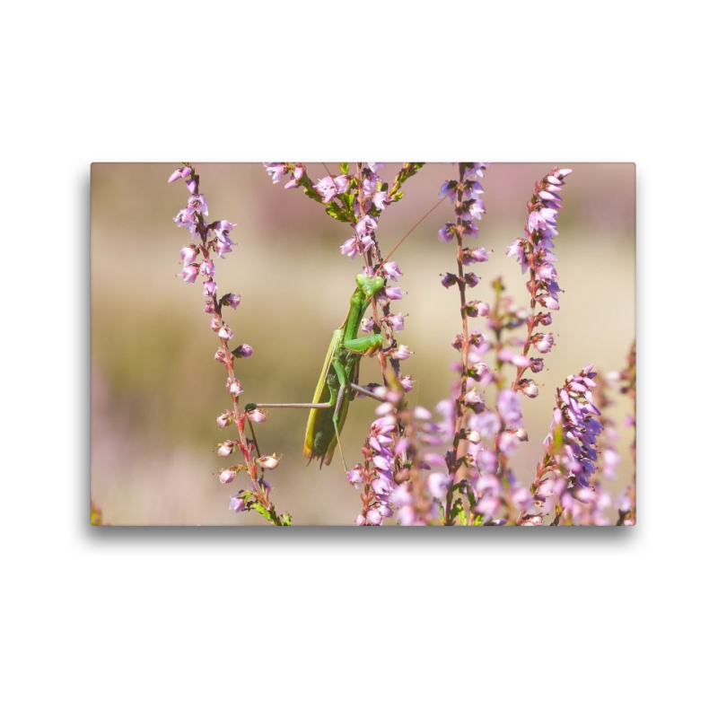 Ein Motiv aus dem Kalender Naturpark Niederlausitzer Heidelandschaft - Heideblüte