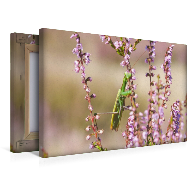 Ein Motiv aus dem Kalender Naturpark Niederlausitzer Heidelandschaft - Heideblüte