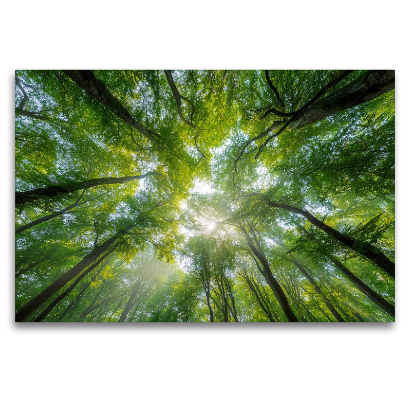 Sonnenstrahlen fallen durch das dichte Blätterdach eines sommerlichen Waldes und schaffen eine Atmosphäre der Ruhe und Entspannung.
