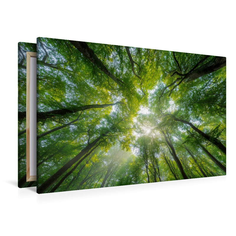 Sonnenstrahlen fallen durch das dichte Blätterdach eines sommerlichen Waldes und schaffen eine Atmosphäre der Ruhe und Entspannung.