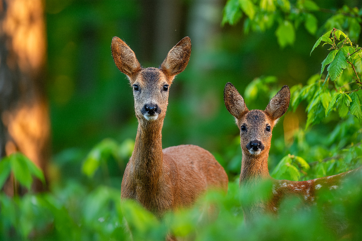 Eine Rehgeiß steht mit ihrem Kitz im grünen Frühlingswald und blickt aufmerksam durch das frische Laub.