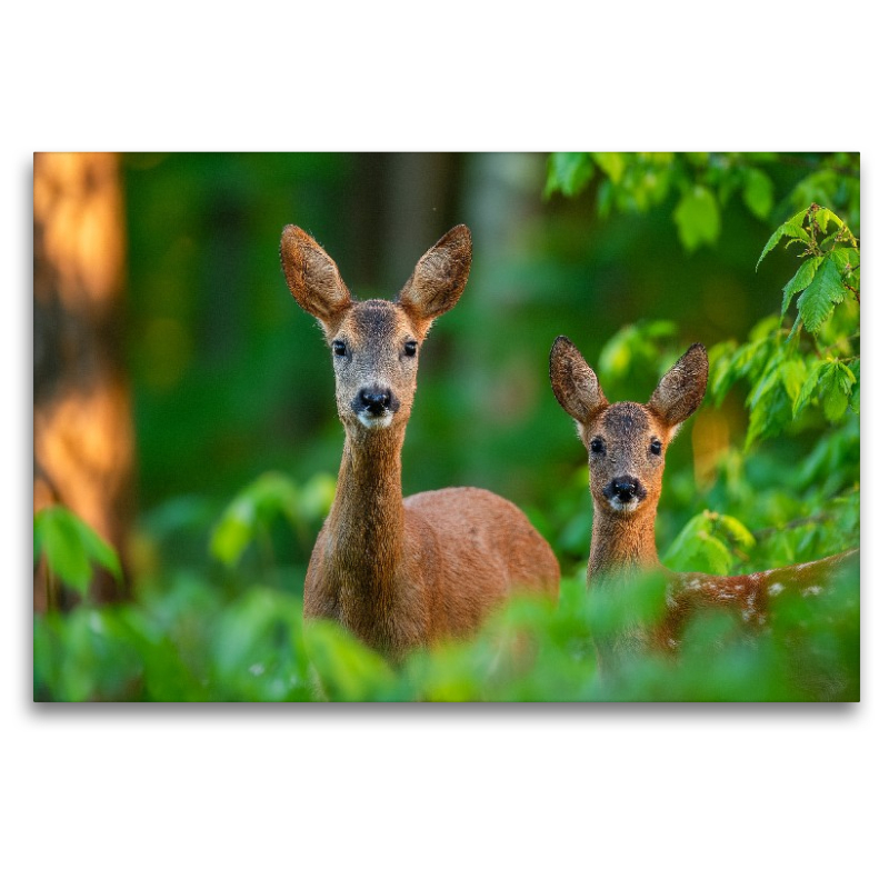 Eine Rehgeiß steht mit ihrem Kitz im grünen Frühlingswald und blickt aufmerksam durch das frische Laub.