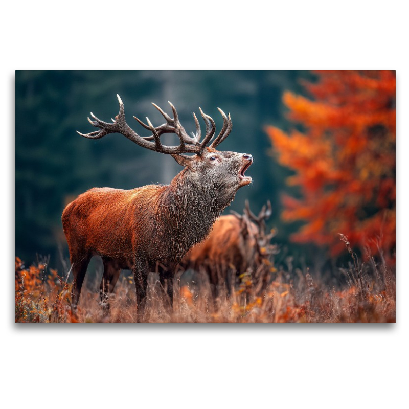 Ein mächtiger Hirsch ruft während der Brunft im herbstlichen Wald und zeigt seine ganze Stärke und Präsenz.