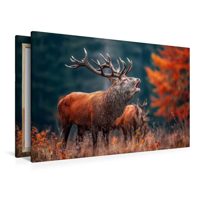 Ein mächtiger Hirsch ruft während der Brunft im herbstlichen Wald und zeigt seine ganze Stärke und Präsenz.