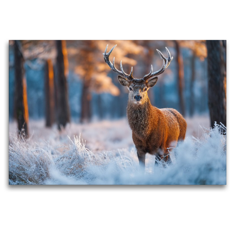 Ein stolzer Hirsch steht im verschneiten Winterwald und wird vom warmen Licht der aufgehenden Sonne erleuchtet.