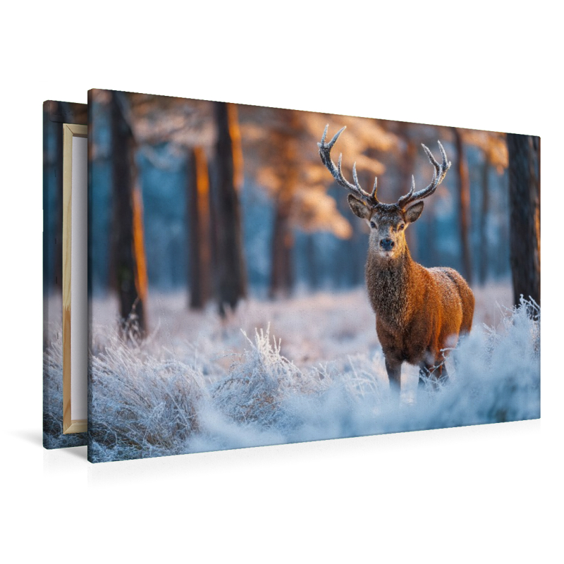 Ein stolzer Hirsch steht im verschneiten Winterwald und wird vom warmen Licht der aufgehenden Sonne erleuchtet.