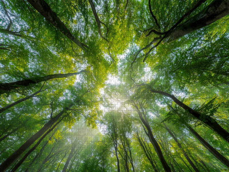Sonnenstrahlen fallen durch das dichte Blätterdach eines sommerlichen Waldes und schaffen eine Atmosphäre der Ruhe und Entspannung.