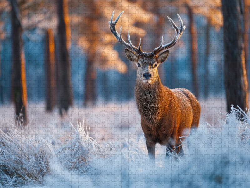 Ein stolzer Hirsch steht im verschneiten Winterwald und wird vom warmen Licht der aufgehenden Sonne erleuchtet.