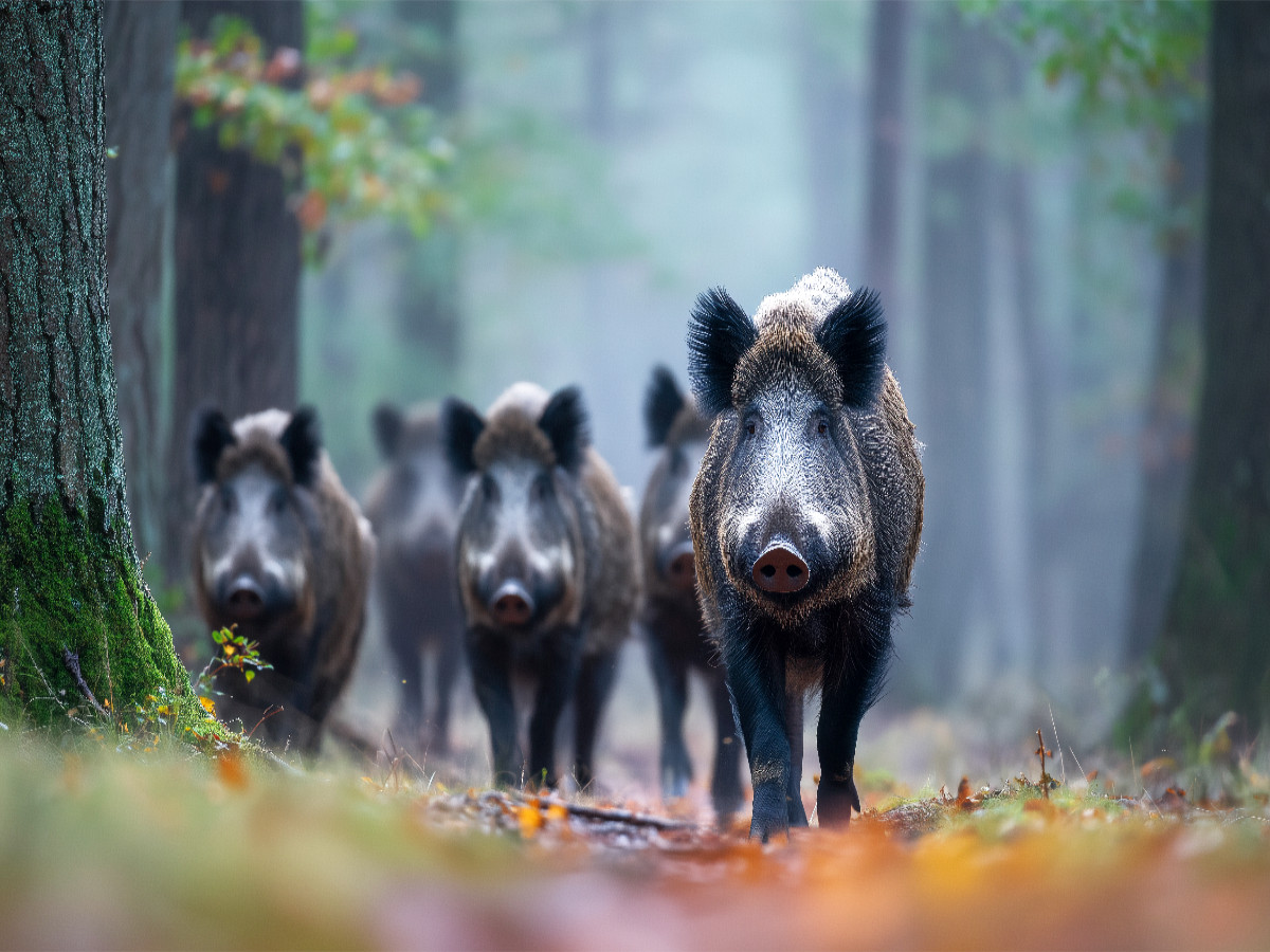 Eine Rotte Wildschweine zieht durch den nebligen Wald und erscheint geheimnisvoll im diffusen Morgenlicht.