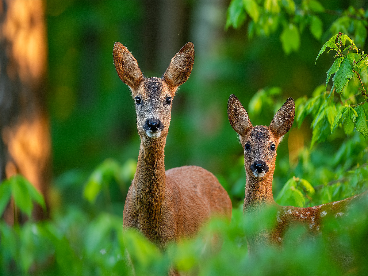 Eine Rehgeiß steht mit ihrem Kitz im grünen Frühlingswald und blickt aufmerksam durch das frische Laub.