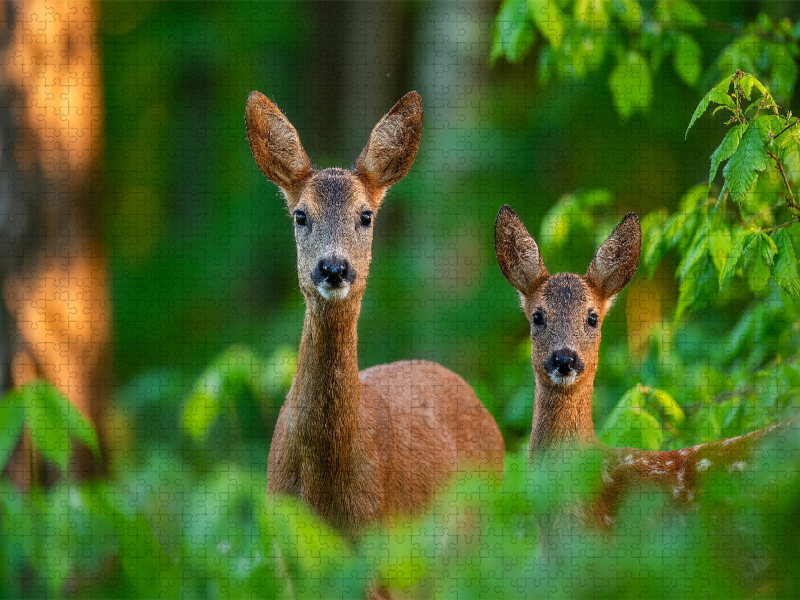 Eine Rehgeiß steht mit ihrem Kitz im grünen Frühlingswald und blickt aufmerksam durch das frische Laub.