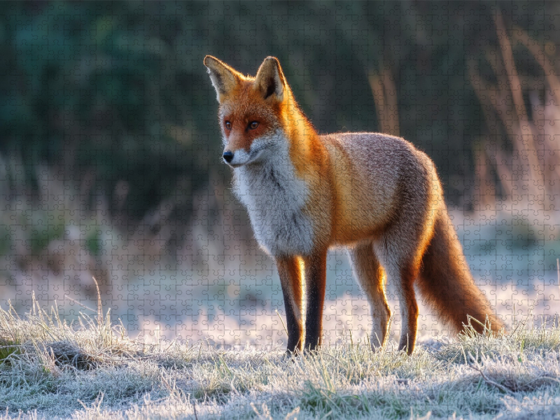 Rotfuchs im Morgenlicht auf frostiger Wiese Tierpuzzle mit Fuchs