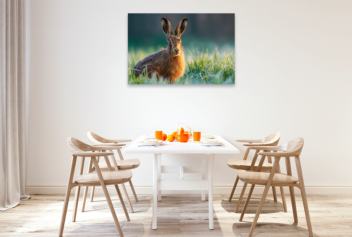 Feldhase im Morgentau auf der Wiese