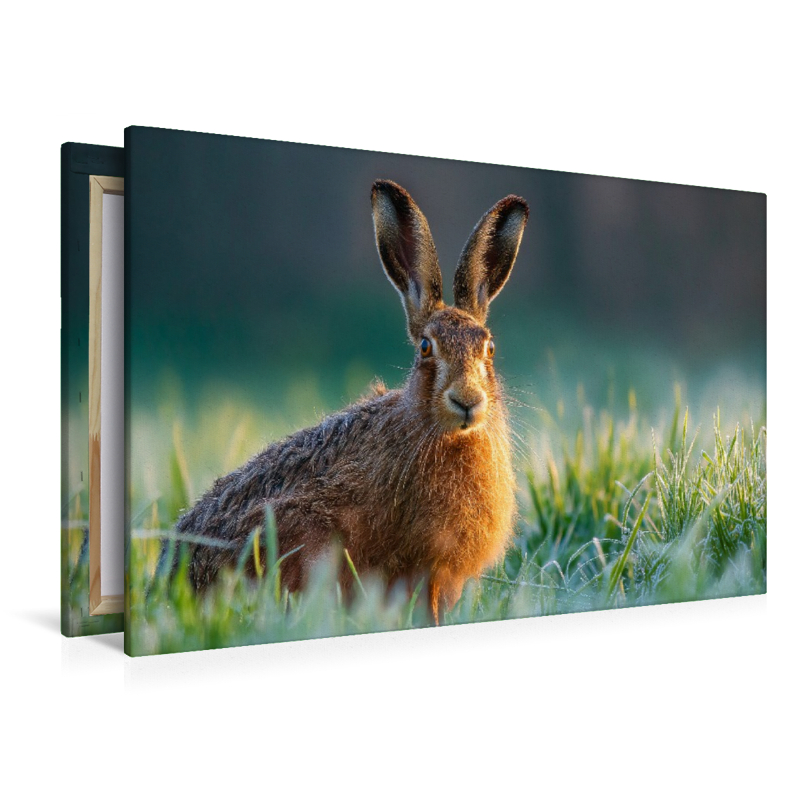 Feldhase im Morgentau auf der Wiese