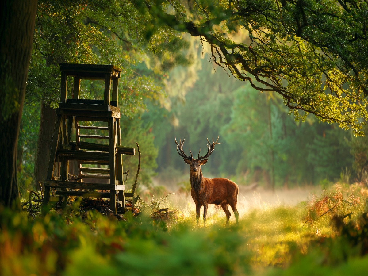 Majestätischer Hirsch im Morgenlicht am Waldrand