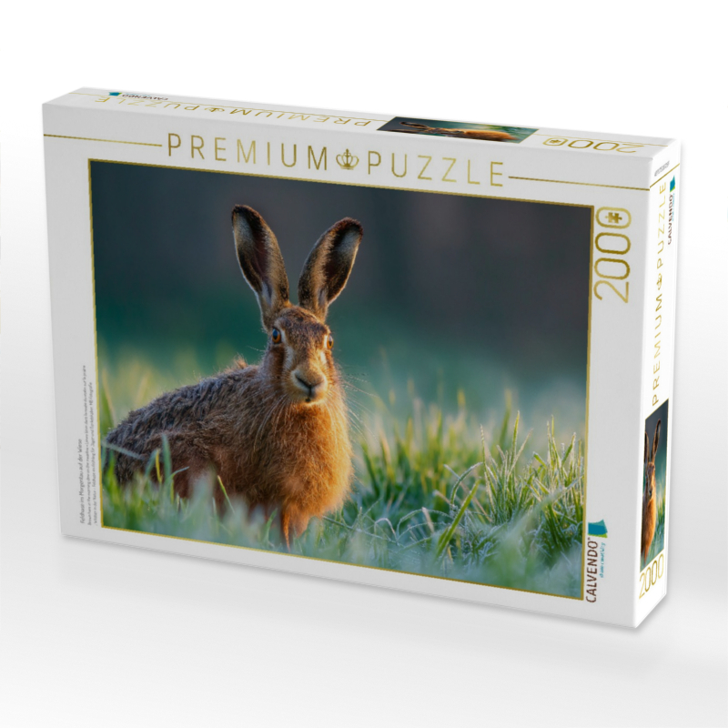 Feldhase im Morgentau auf der Wiese