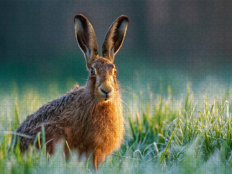 Feldhase im Morgentau auf der Wiese