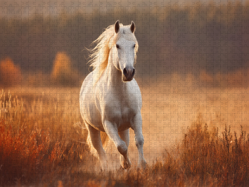 Weißes Pferd, Freiheit in Bewegung