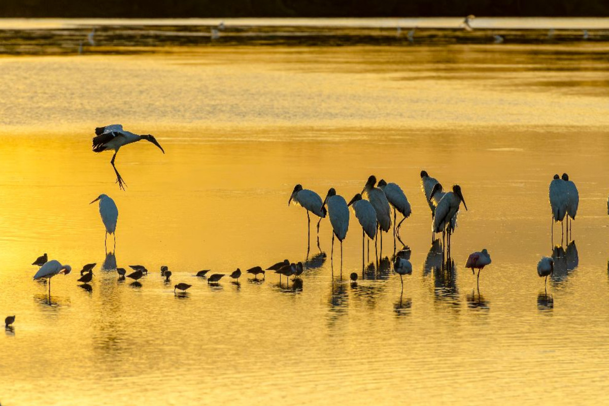 Ein Motiv aus dem Kalender Waldstorch und Anhinga