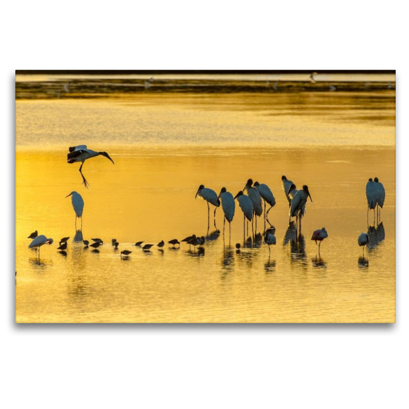 Ein Motiv aus dem Kalender Waldstorch und Anhinga