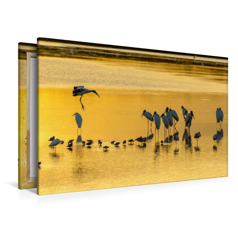 Ein Motiv aus dem Kalender Waldstorch und Anhinga